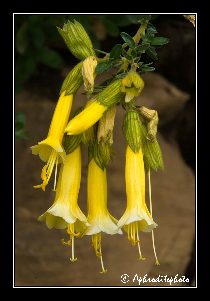 115 Fleurs